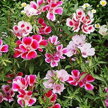 July Wildflowers エリザベス・キャメロン The Confidence of Wildflowers | Book by Micalea Smeltzer